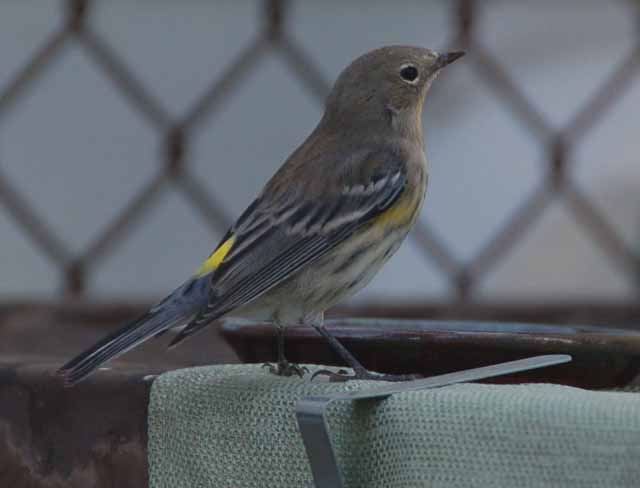 yellow-rumped warbler